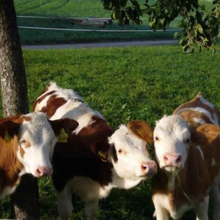Ferienwohnung Jagdhaeusl Bernau am Chiemsee Dış mekan fotoğraf