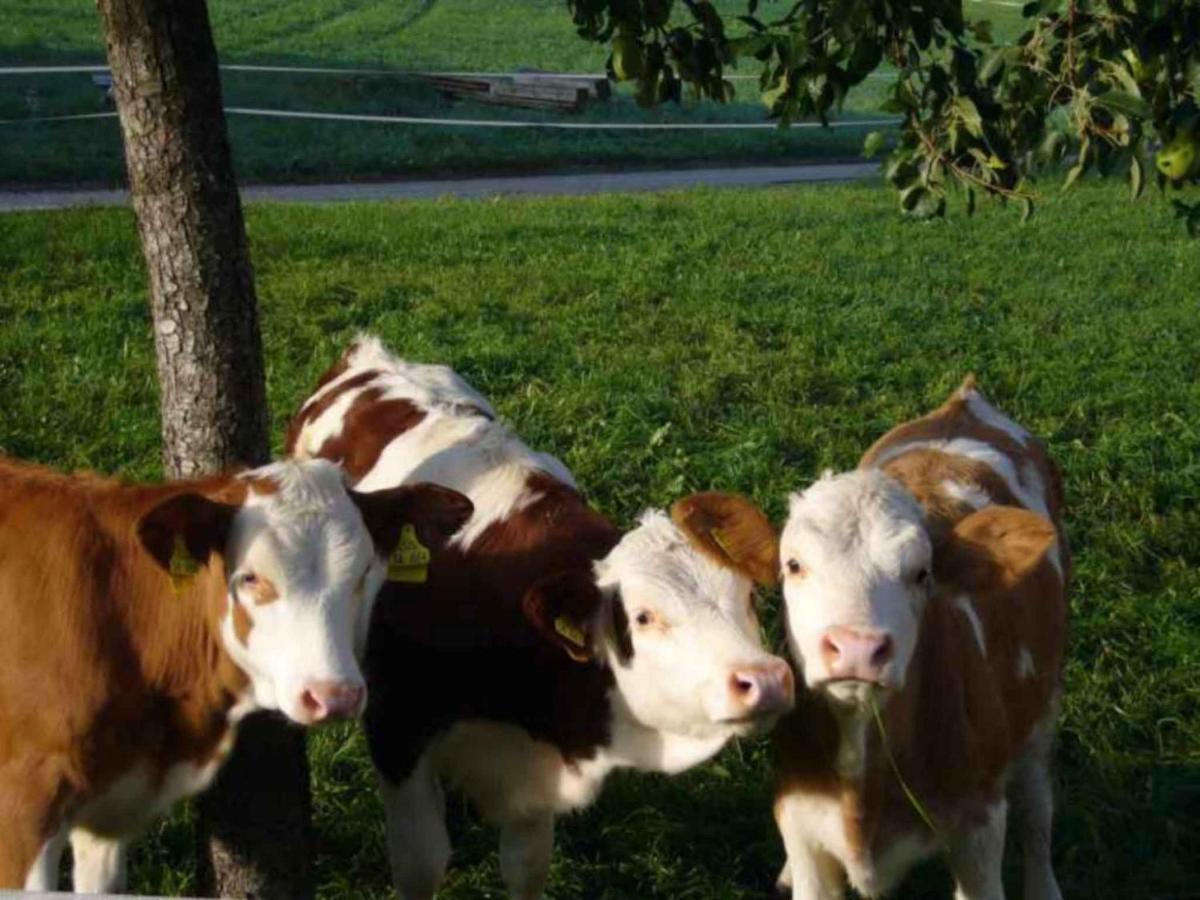 Ferienwohnung Jagdhaeusl Bernau am Chiemsee Dış mekan fotoğraf